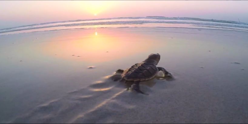 凯时尊龙人生就是博·Z6(中国)首页官网